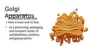 Golgi
Apparatus• a series of stacked
membranes (cisternae)
• Have a trans and cis face
• As a processing, packaging,
and transport center of
carbohydrates, proteins,
and glycoproteins.
 