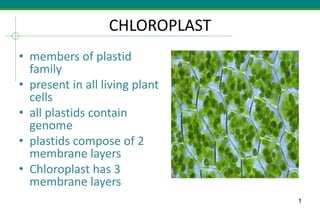 1
CHLOROPLAST
• members of plastid
family
• present in all living plant
cells
• all plastids contain
genome
• plastids compose of 2
membrane layers
• Chloroplast has 3
membrane layers
 