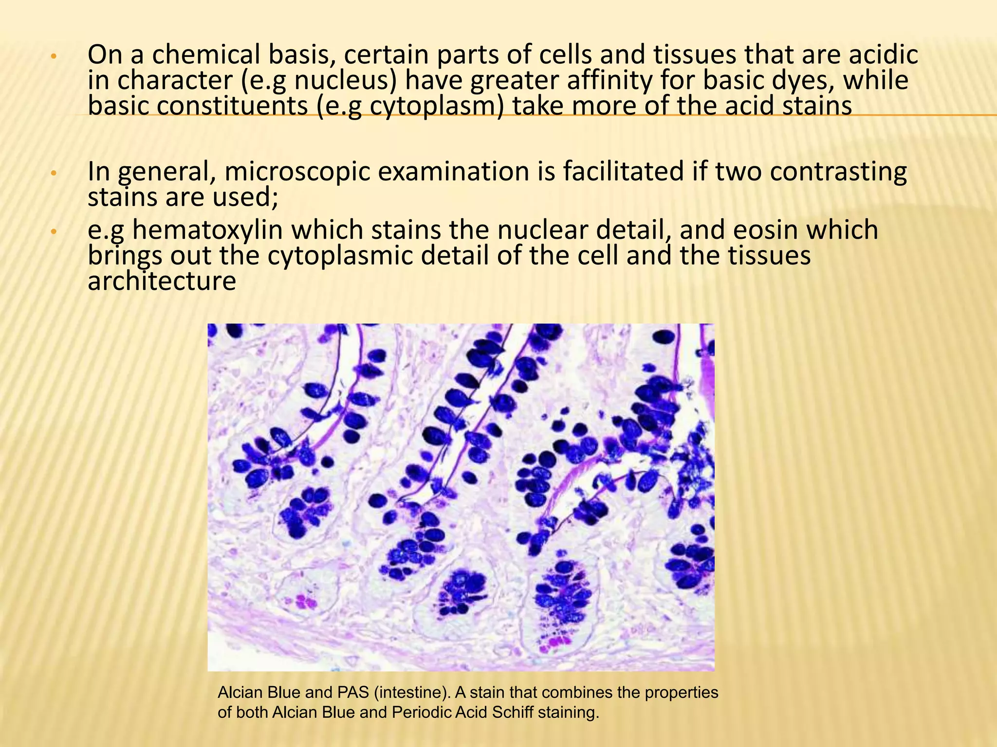 Alcian Blue and PAS (intestine). A stain that combines the properties
of both Alcian Blue and Periodic Acid Schiff staining.
• On a chemical basis, certain parts of cells and tissues that are acidic
in character (e.g nucleus) have greater affinity for basic dyes, while
basic constituents (e.g cytoplasm) take more of the acid stains
• In general, microscopic examination is facilitated if two contrasting
stains are used;
• e.g hematoxylin which stains the nuclear detail, and eosin which
brings out the cytoplasmic detail of the cell and the tissues
architecture
 