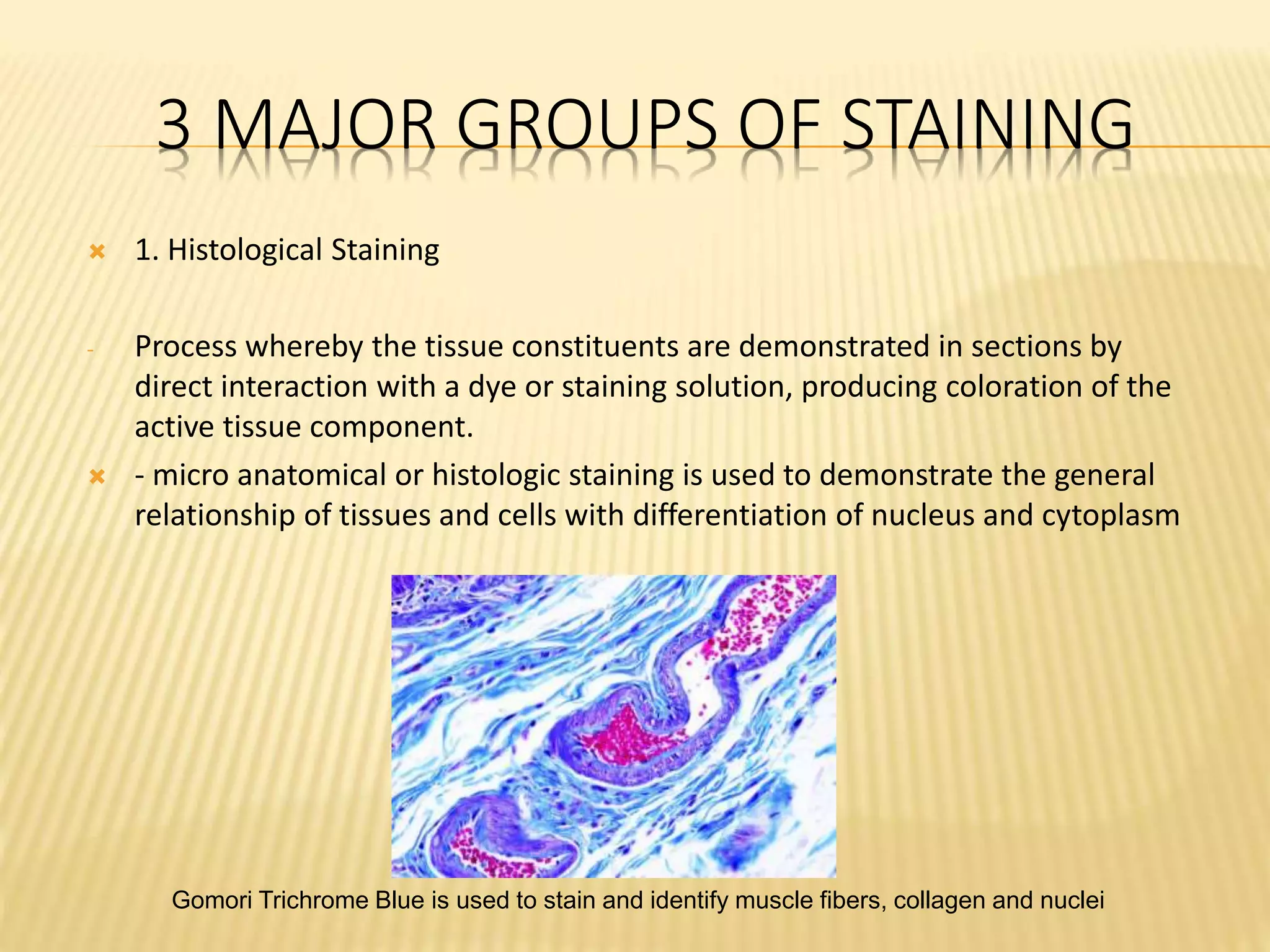 Gomori Trichrome Blue is used to stain and identify muscle fibers, collagen and nuclei
3 MAJOR GROUPS OF STAINING
 1. Histological Staining
- Process whereby the tissue constituents are demonstrated in sections by
direct interaction with a dye or staining solution, producing coloration of the
active tissue component.
 - micro anatomical or histologic staining is used to demonstrate the general
relationship of tissues and cells with differentiation of nucleus and cytoplasm
 