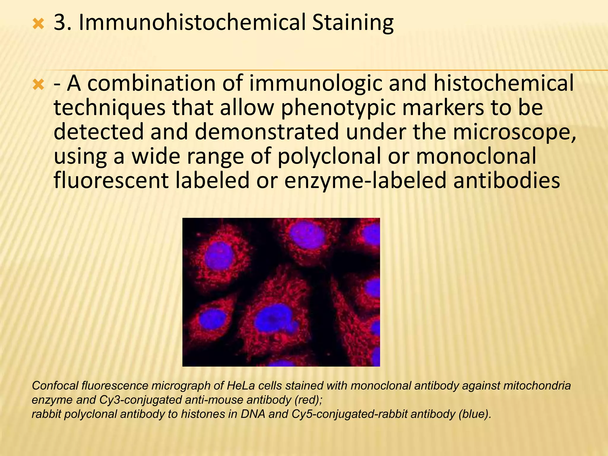 Confocal fluorescence micrograph of HeLa cells stained with monoclonal antibody against mitochondria
enzyme and Cy3-conjugated anti-mouse antibody (red);
rabbit polyclonal antibody to histones in DNA and Cy5-conjugated-rabbit antibody (blue).
 3. Immunohistochemical Staining
 - A combination of immunologic and histochemical
techniques that allow phenotypic markers to be
detected and demonstrated under the microscope,
using a wide range of polyclonal or monoclonal
fluorescent labeled or enzyme-labeled antibodies
 
