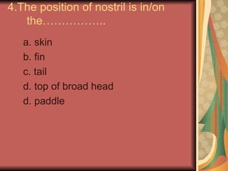 4.The position of nostril is in/on
the……………..
a. skin
b. fin
c. tail
d. top of broad head
d. paddle
 