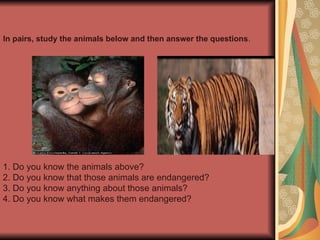 In pairs, study the animals below and then answer the questions.
1. Do you know the animals above?
2. Do you know that those animals are endangered?
3. Do you know anything about those animals?
4. Do you know what makes them endangered?
 