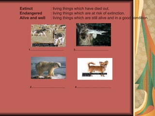 Extinct : living things which have died out.
Endangered : living things which are at risk of extinction.
Alive and well : living things which are still alive and in a good condition.
1………………………………… 3…………………………………
2………………………………… 4………………………………….
 