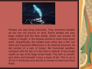 Whales are sea living mammals. They therefore breathe
air but can not survive on land. Some whales are very
large indeed and the blue whale, which can exceed 30
meters in length, is the largest animal to have lived down
earth. Superficially, the whales look rather like a fish, but
there are important differences in its external structure; its
tail consist of a pair of broad, flat horizontal paddles,
compare with the tail of a fish that is vertical. It has single
nostril on top of its large broad head. The skin is smooth
and shiny and beneath it lays a layer of fat. This is up to
30 cm in thickness and serves to conserve head and body
fluids.
 
