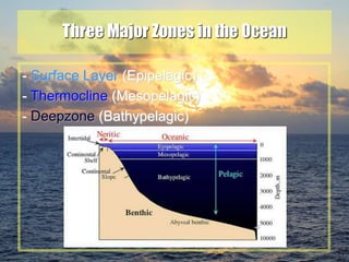 23
Three Major Zones in the Ocean
- Surface Layer (Epipelagic)
- Thermocline (Mesopelagic)
- Deepzone (Bathypelagic)
 