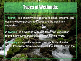 33
Types of Wetlands:
1. Marsh - is a shallow wetland around lakes, streams, and
oceans where grasses and reeds are the dominant
vegetation.
2. Swamp - is a wetland with lush trees and vegetation
found in low-lying areas beside slow moving rivers.
3. Estuary - is a partly enclosed coastal body of water
where freshwater from stream meets the saltwater from the
sea.
 