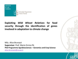 MSc. Alice Brunazzi
Supervisor: Prof. Mario Enrico Pè
PhD Programme Agrobiosciences – Genomics and Crop Science
alice.brunazzi@sssup.it
Exploiting Wild Wheat Relatives for food
security through the identification of genes
involved in adaptation to climate change
 