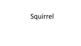 Squirrel