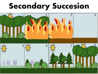 Secondary Succesion 
 
