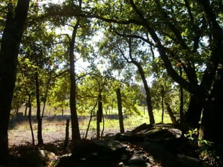 Reportagem da caminhada