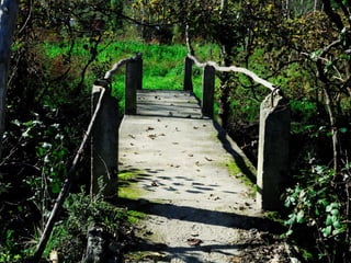 Reportagem da caminhada