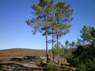 Reportagem da caminhada