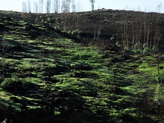 Reportagem da caminhada