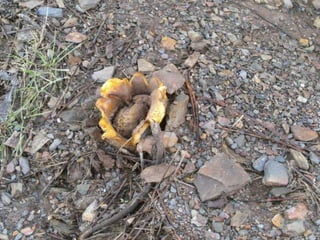 Reportagem da caminhada