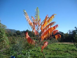 Reportagem da caminhada