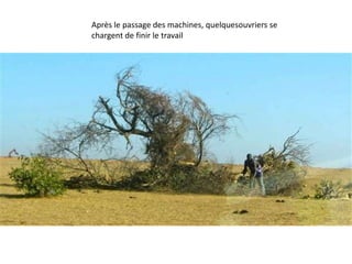 Après le passage des machines, quelquesouvriers se
chargent de finir le travail