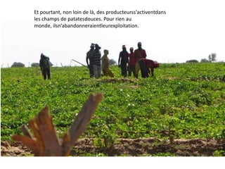 Et pourtant, non loin de là, des producteurss‘activentdans
les champs de patatesdouces. Pour rien au
monde, ilsn‘abandonneraientleurexploitation.