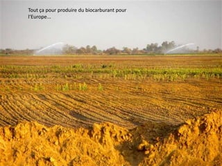 Tout ça pour produire du biocarburant pour
l‘Europe...
