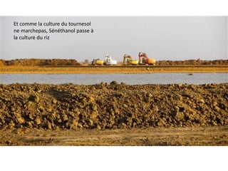 Et comme la culture du tournesol
ne marchepas, Sénéthanol passe à
la culture du riz