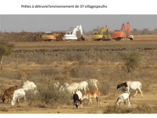 Prêtes à détruirel‘environnement de 37 villagespeulhs
