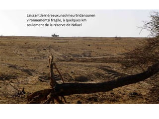 Laissantderrièreeuxunsolmeurtridansunen
vironnementsi fragile, à quelques km
seulement de la réserve de Ndiael