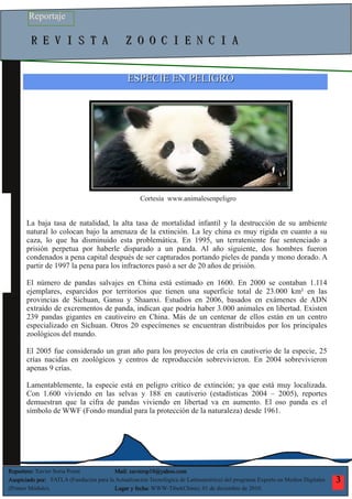 Reportaje oso panda