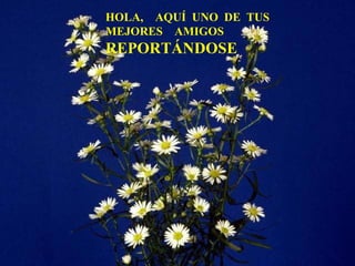 HOLA,  AQUÍ  UNO  DE  TUS MEJORES  AMIGOS  REPORTÁNDOSE 