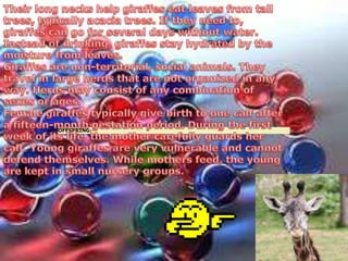 Their long necks help giraffes eat leaves from tall trees, typically acacia trees. If they need to, giraffes can go for several days without water. Instead of drinking, giraffes stay hydrated by the moisture from leaves. Giraffes are non-territorial, social animals. They travel in large herds that are not organized in any way. Herds may consist of any combination of sexes or ages. Female giraffes typically give birth to one calf after a fifteen-month gestation period. During the first week of its life, the mother carefully guards her calf. Young giraffes are very vulnerable and cannot defend themselves. While mothers feed, the young are kept in small nursery groups. 