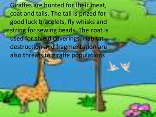 Giraffes are hunted for their meat, coat and tails. The tail is prized for good luck bracelets, fly whisks and string for sewing beads. The coat is used for shield coverings. Habitat destruction and fragmentation are also threats to giraffe populations