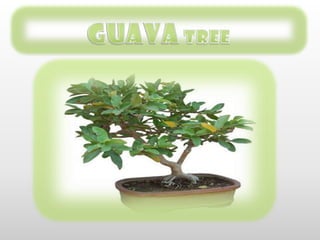 GUAVATREE 