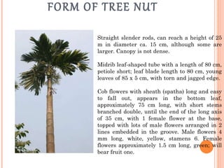 FORM OF TREE NUT Straight slender rods, can reach a height of 25 m in diameter ca. 15 cm, although some are larger. Canopy is not dense.  Midrib leaf-shaped tube with a length of 80 cm, petiole short; leaf blade length to 80 cm, young leaves of 85 x 5 cm, with torn and jagged edge.  Cob flowers with sheath (spatha) long and easy to fall out, appears in the bottom leaf, approximately 75 cm long, with short stems branched double, until the end of the long axis of 35 cm, with 1 female flower at the base, topped with lots of male flowers arranged in 2 lines embedded in the groove. Male flowers 4 mm long, white, yellow, stamens 6. Female flowers approximately 1.5 cm long, green; will bear fruit one.  
