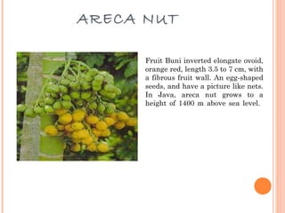 ARECA NUT  Fruit Buni inverted elongate ovoid, orange red, length 3.5 to 7 cm, with a fibrous fruit wall. An egg-shaped seeds, and have a picture like nets. In Java, areca nut grows to a height of 1400 m above sea level.  