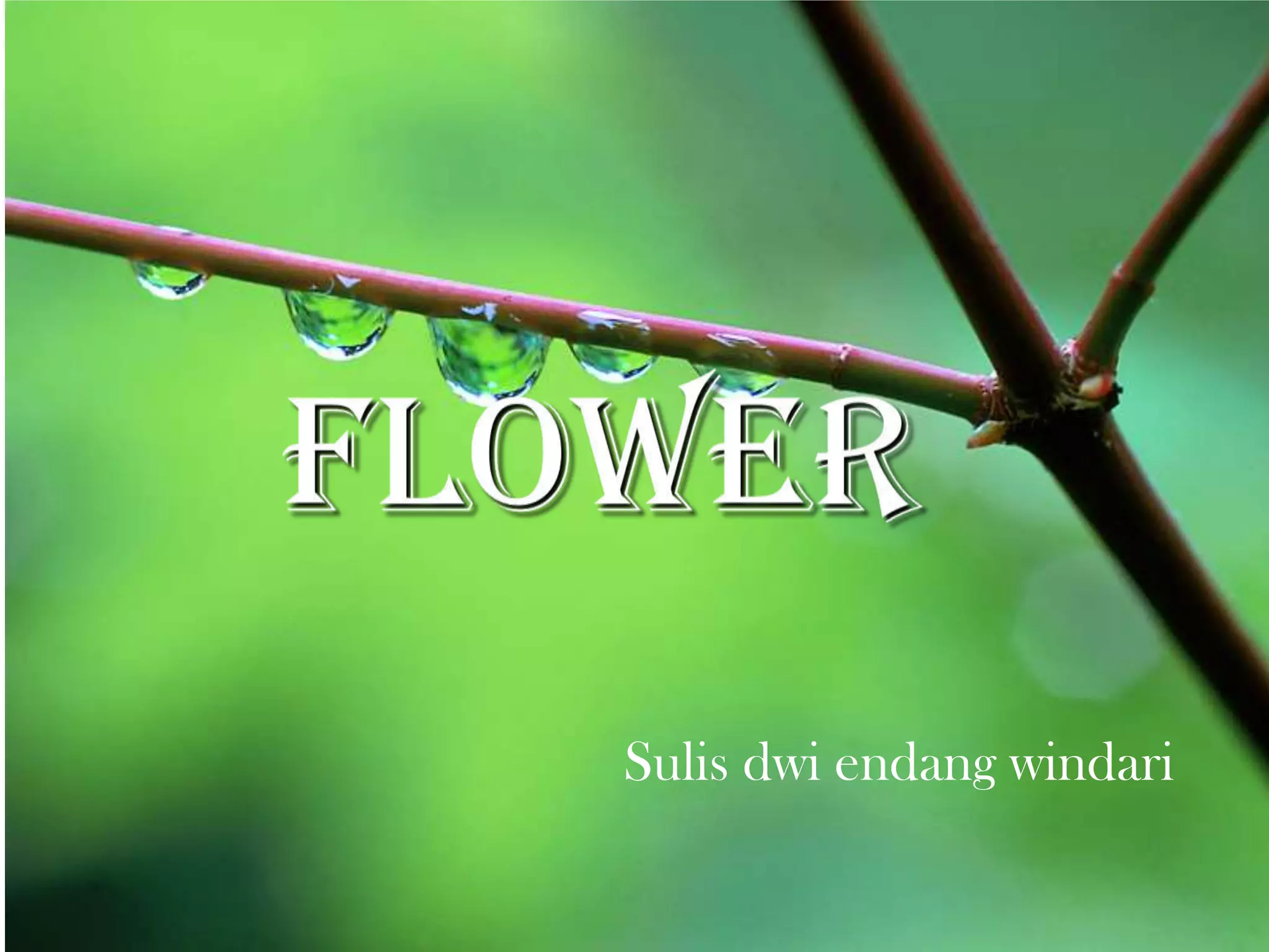 Sulis dwi endang windari