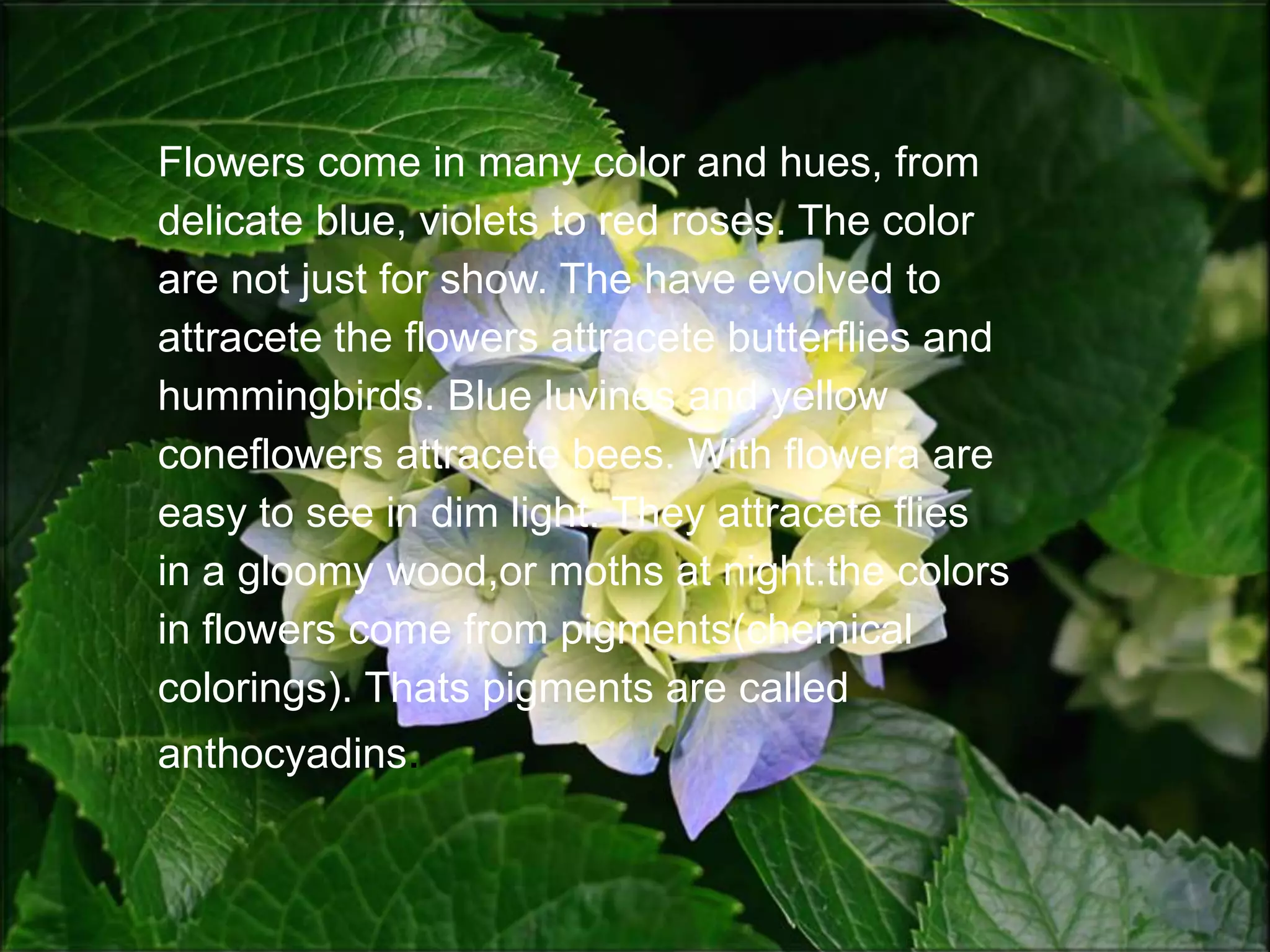 Flowers come in many color and hues, from delicate blue, violets to red roses. The color are not just for show. The have evolved to attracete the flowers attracete butterflies and hummingbirds. Blue luvines and yellow coneflowers attracete bees. With flowera are easy to see in dim light. They attracete flies in a gloomy wood,or moths at night.the colors in flowers come from pigments(chemical colorings). Thats pigments are called anthocyadins.