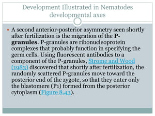 Development Illustrated in Nematodes
developmental axes
 A second anterior-posterior asymmetry seen shortly
after fertilization is the migration of the P-
granules. P-granules are ribonucleoprotein
complexes that probably function in specifying the
germ cells. Using fluorescent antibodies to a
component of the P-granules, Strome and Wood
(1983) discovered that shortly after fertilization, the
randomly scattered P-granules move toward the
posterior end of the zygote, so that they enter only
the blastomere (P1) formed from the posterior
cytoplasm (Figure 8.43).
 