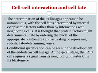 Cell-cell interaction and cell fate
 The determination of the P1 lineages appears to be
autonomous, with the cell fates determined by internal
cytoplasmic factors rather than by interactions with
neighboring cells. It is thought that protein factors might
determine cell fate by entering the nuclei of the
appropriate blastomeres and activating or repressing
specific fate-determining genes.
 Conditional specification can be seen in the development
of the endoderm cell lineage. At the 4-cell stage, the EMS
cell requires a signal from its neighbor (and sister), the
P2 blastomere.
 