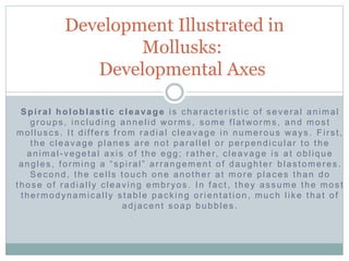 Spiral holoblastic cleavage is characteristic of several animal
groups, including annelid worms, some flatworms, and most
molluscs. It differs from radial cleavage in numerous ways. First,
the cleavage planes are not parallel or perpendicular to the
animal-vegetal axis of the egg; rather, cleavage is at oblique
angles, forming a “spiral” arrangement of daughter blastomeres .
Second, the cells touch one another at more places than do
those of radially cleaving embryos. In fact, they assume the most
thermodynamically stable packing orientation, much like that of
adjacent soap bubbles.
Development Illustrated in
Mollusks:
Developmental Axes
 