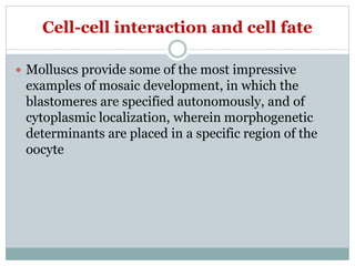 Cell-cell interaction and cell fate
 Molluscs provide some of the most impressive
examples of mosaic development, in which the
blastomeres are specified autonomously, and of
cytoplasmic localization, wherein morphogenetic
determinants are placed in a specific region of the
oocyte
 