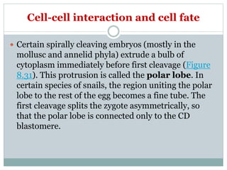 Cell-cell interaction and cell fate
 Certain spirally cleaving embryos (mostly in the
mollusc and annelid phyla) extrude a bulb of
cytoplasm immediately before first cleavage (Figure
8.31). This protrusion is called the polar lobe. In
certain species of snails, the region uniting the polar
lobe to the rest of the egg becomes a fine tube. The
first cleavage splits the zygote asymmetrically, so
that the polar lobe is connected only to the CD
blastomere.
 