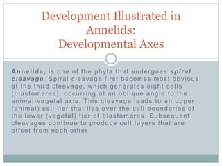 Annelida, is one of the phyla that undergoes spiral
cleavage. Spiral cleavage first becomes most obvious
at the third cleavage, which generates eight cells
(blastomeres), occurring at an oblique angle to the
animal-vegetal axis. This cleavage leads to an upper
(animal) cell tier that lies over the cell boundaries of
the lower (vegetal) tier of blastomeres. Subsequent
cleavages continue to produce cell layers that are
offset from each other
Development Illustrated in
Annelids:
Developmental Axes
 