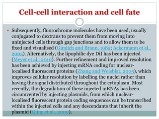Cell-cell interaction and cell fate
 Subsequently, fluorochrome molecules have been used, usually
conjugated to dextrans to prevent them from moving into
uninjected cells through gap junctions and to allow them to be
fixed and visualised (Gimlich and Braun, 1985; Ackermann et al.,
2005). Alternatively, the lipophilic dye DiI has been injected
(Meyer et al., 2010). Further refinement and improved resolution
has been achieved by injecting mRNA coding for nuclear-
localised fluorescent proteins (Zhang and Weisblat, 2005), which
improves cellular resolution by labelling the nuclei rather than
having the signal distributed throughout the cytoplasm. Most
recently, the degradation of these injected mRNAs has been
circumvented by injecting plasmids, from which nuclear-
localised fluorescent protein coding sequences can be transcribed
within the injected cells and any descendants that inherit the
plasmid (Gline et al., 2009).
 