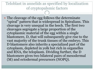 Teloblast in annelids as specified by localization
of cryptopalsmic factors
 The cleavage of the egg follows the determinate
“spiral” pattern that is widespread in Spiralians. This
cleavage is very unequal in the leech. The first two
cleavages segregate a large proportion of the
cytoplasmic material of the egg within a single
blastomere, D, that will subsequently give rise to the
vast majority of the trunk tissues of the embryo. This
D blastomere also inherits a specialized part of the
cytoplasm, depleted in yolk but rich in organelles
and RNA, the teloplasm. Dividing further, the D
blastomere gives two bilateral pairs of mesodermal
(M) and ectodermal precursors (NOPQ).
 