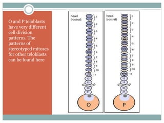 O and P teloblasts
have very different
cell division
patterns. The
patterns of
stereotyped mitoses
for other teloblasts
can be found here
 