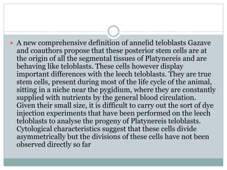  A new comprehensive definition of annelid teloblasts Gazave
and coauthors propose that these posterior stem cells are at
the origin of all the segmental tissues of Platynereis and are
behaving like teloblasts. These cells however display
important differences with the leech teloblasts. They are true
stem cells, present during most of the life cycle of the animal,
sitting in a niche near the pygidium, where they are constantly
supplied with nutrients by the general blood circulation.
Given their small size, it is difficult to carry out the sort of dye
injection experiments that have been performed on the leech
teloblasts to analyse the progeny of Platynereis teloblasts.
Cytological characteristics suggest that these cells divide
asymmetrically but the divisions of these cells have not been
observed directly so far
 