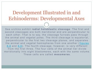 Sea urchins exhibit radial holoblastic cleavage. The first and
second cleavages are both meridional and are perpendicular to
each other. That is to say, the cleavage furrows pass through
the animal and vegetal poles. The third cleavage is equatorial,
perpendicular to the first two cleavage planes, and separates
the animal and vegetal hemispheres from one another ( figures
8.8 and 8.9). The fourth cleavage, however, is very different
from the first three. The four cells of the animal tier divide
meridionally into eight blastomeres , each with the same volume.
These cells are called mesomeres.
Development Illustrated in and
Echinoderms: Developmental Axes
 