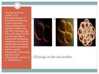Cleavage in the sea urchin.
Cleavage in the sea
urchin. (A-C)
Photomicrographs of
live embryos of the sea
urchin Lytechinus
pictus, looking down
upon the animal pole.
(A) The 2-cell stage. (B)
The 4-cell stage. (C) The
32-cell stage, shown
without the fertilization
membrane to reveal the
animal pole mesomeres,
the central macromeres,
and the vegetal
micromeres, which angle
into the center.
(Photographs courtesy of
G. Watchmaker.)
 