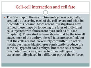 Cell-cell interaction and cell fate
 The fate map of the sea urchin embryo was originally
created by observing each of the cell layers and what its
descendants became. More recent investigations have
refined these maps by following the fates of individual
cells injected with fluorescent dyes such as diI (see
Chapter 1). These studies have shown that by the 60-cell
stage, most of the embryonic cell fates are specified, but
that the cells are not irreversibly committed. In other
words, particular blastomeres consistently produce the
same cell types in each embryo, but these cells remain
pluripotent and can give rise to other cell types if
experimentally placed in a different part of the embryo.
 