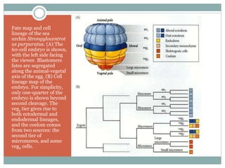 Fate map and cell
lineage of the sea
urchin Strongylocentrot
us purpuratus. (A) The
60-cell embryo is shown,
with the left side facing
the viewer. Blastomere
fates are segregated
along the animal-vegetal
axis of the egg. (B) Cell
lineage map of the
embryo. For simplicity,
only one-quarter of the
embryo is shown beyond
second cleavage. The
veg1 tier gives rise to
both ectodermal and
endodermal lineages,
and the coelom comes
from two sources: the
second tier of
micromeres, and some
veg2 cells.
 