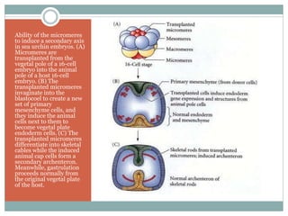 Ability of the micromeres
to induce a secondary axis
in sea urchin embryos. (A)
Micromeres are
transplanted from the
vegetal pole of a 16-cell
embryo into the animal
pole of a host 16-cell
embryo. (B) The
transplanted micromeres
invaginate into the
blastocoel to create a new
set of primary
mesenchyme cells, and
they induce the animal
cells next to them to
become vegetal plate
endoderm cells. (C) The
transplanted micromeres
differentiate into skeletal
cables while the induced
animal cap cells form a
secondary archenteron.
Meanwhile, gastrulation
proceeds normally from
the original vegetal plate
of the host.
 